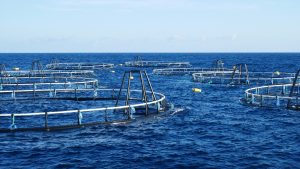 Read more about the article Waring Jaring yang Cocok untuk Budidaya Ikan